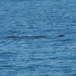 Capodoglio a pelo d'acqua