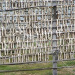 Merluzzi stesi ad essiccare