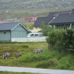 Renne al Pascolo tra le case di Forsøl