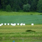 Campagna Svedese con Rotoballe